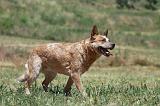 BOUVIER AUSTRALIEN 328